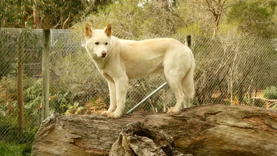 Halls Gap Zoo