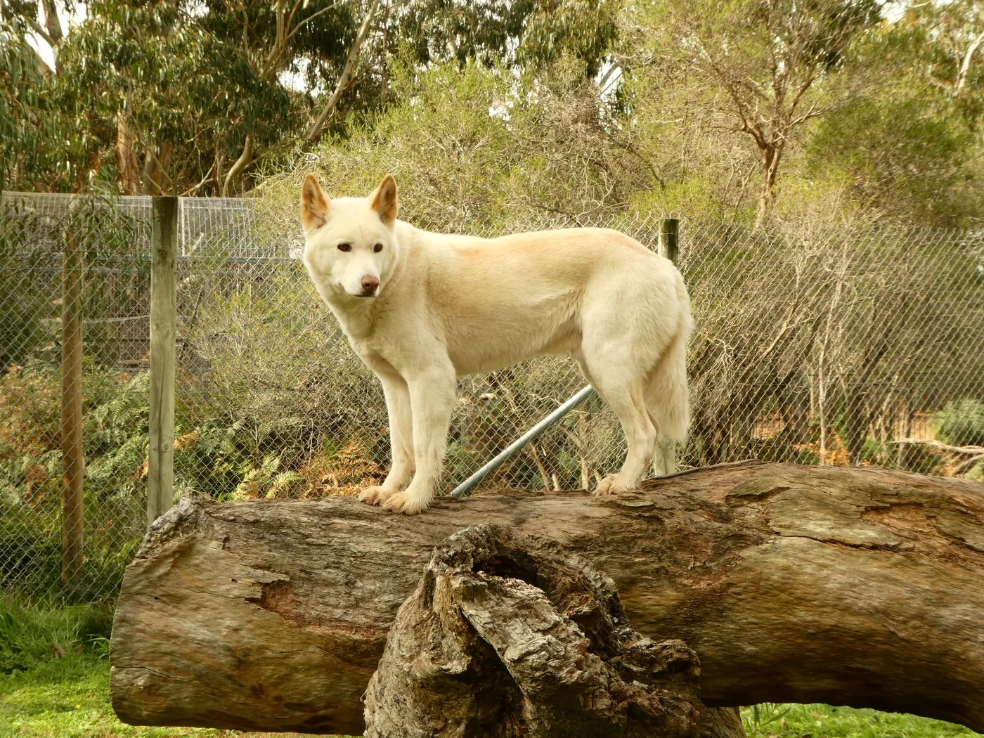 Halls Gap Zoo