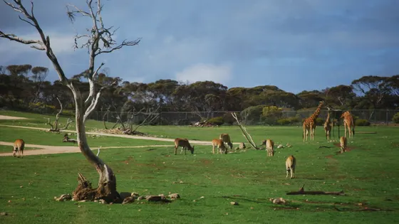 Monarto Safari Park