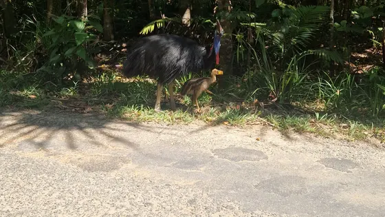 An adult cassowary and its striped chick at the edge of a rainforest road