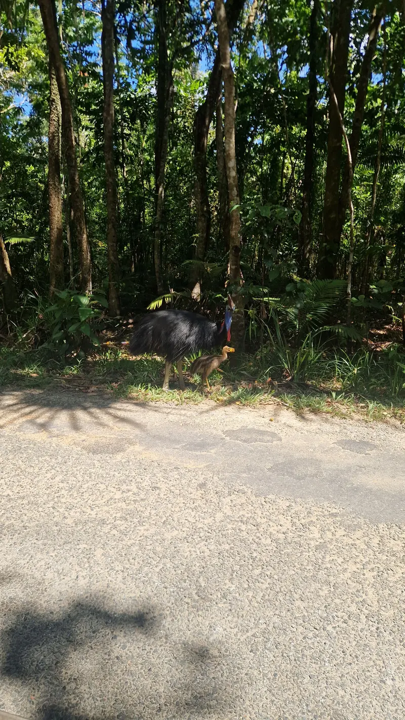 An adult cassowary and its striped chick at the edge of a rainforest road