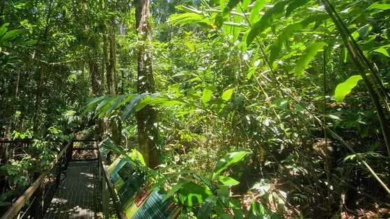 A raised boardwalk winding into dense rainforest beside an information panel