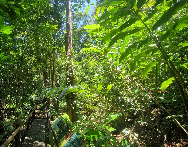 A raised boardwalk winding into dense rainforest beside an information panel