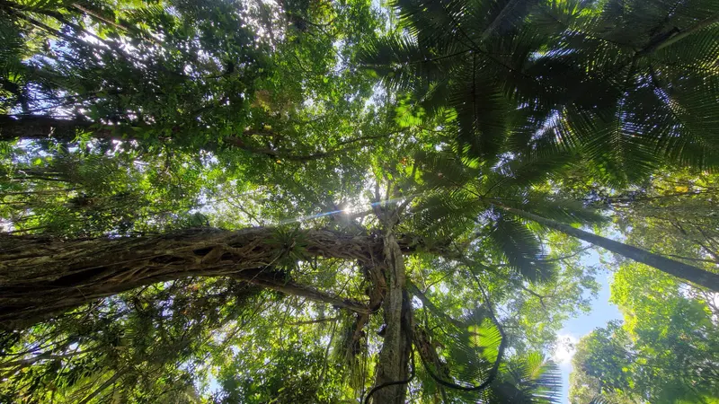 Looking up into the rainforest canopy through fig branches and fan palms