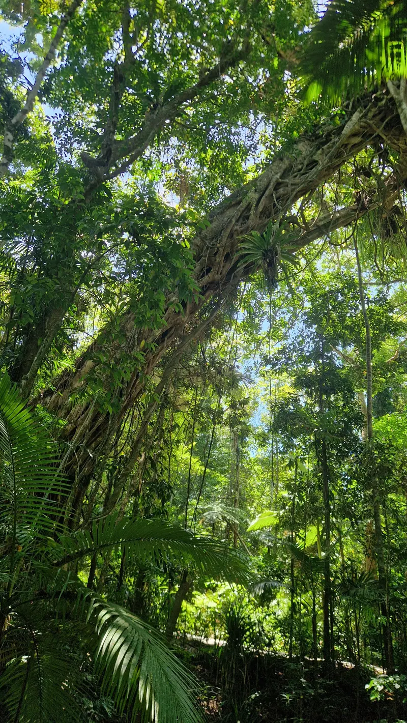 A strangler fig covered in ferns rising over fan palms