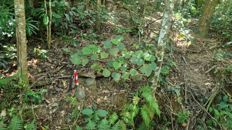 A low gympie-gympie with broad heart-shaped leaves on the rainforest floor, beside a red-and-white tape marker