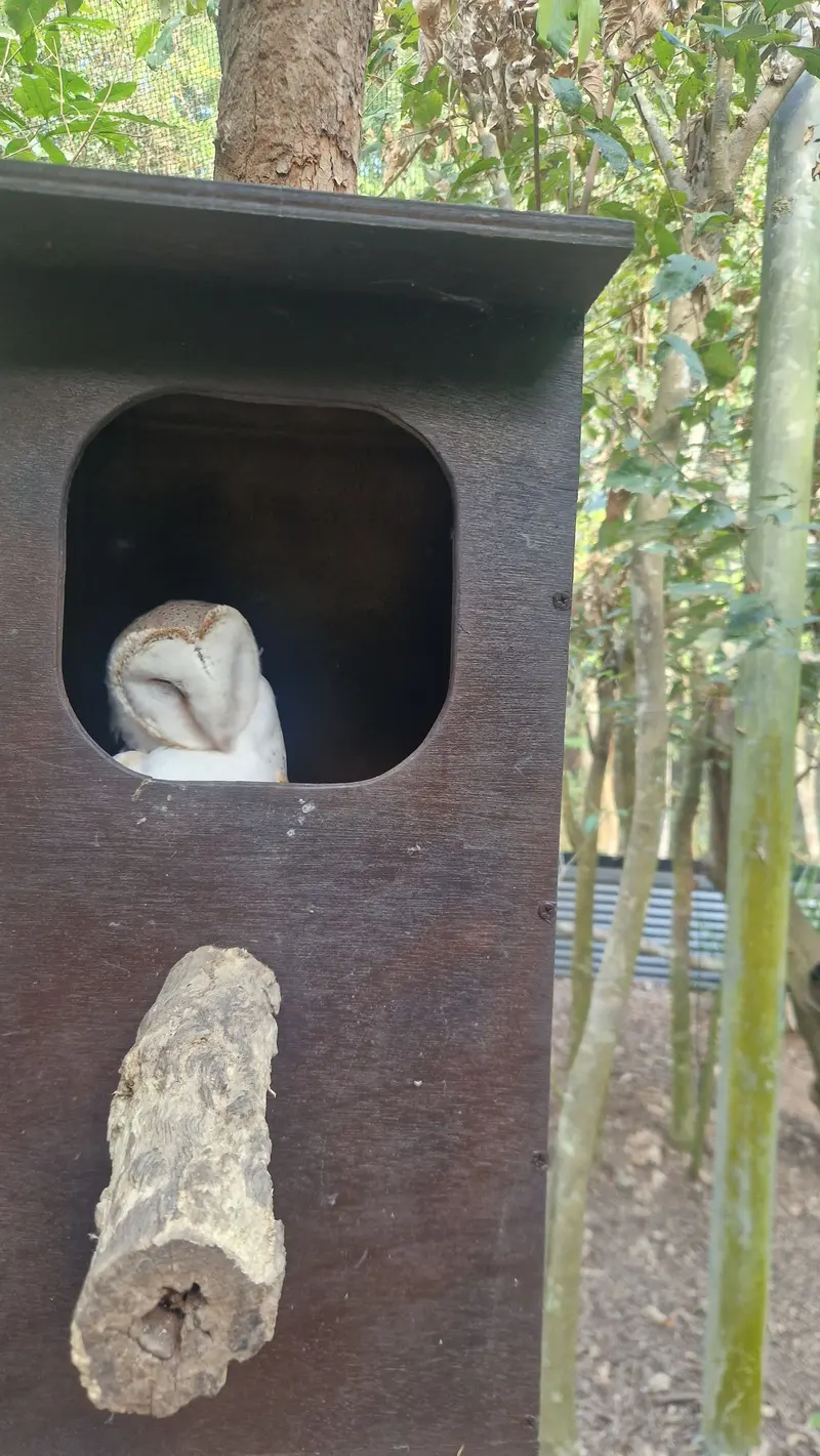 A barn owl peering out of a wooden nest box