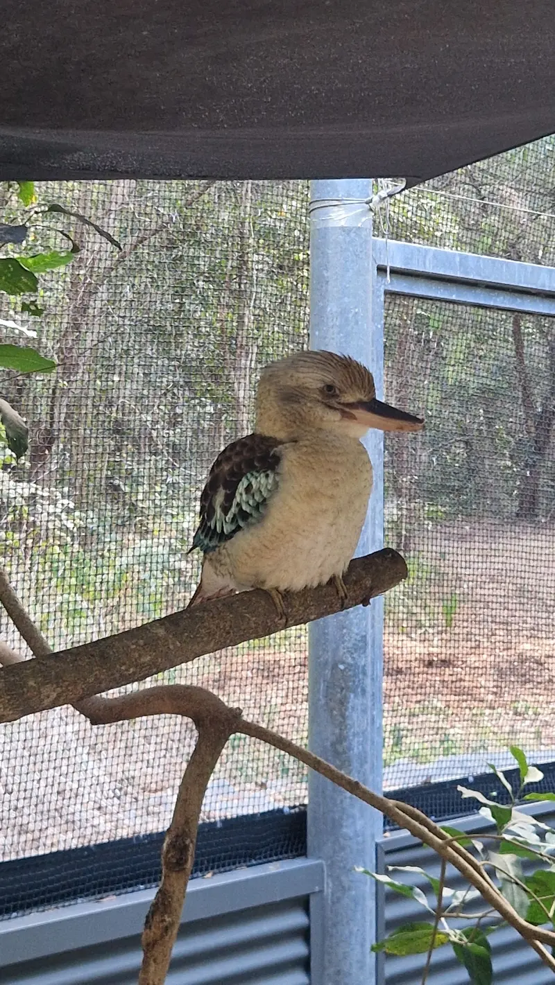 A blue-winged kookaburra perched on a branch