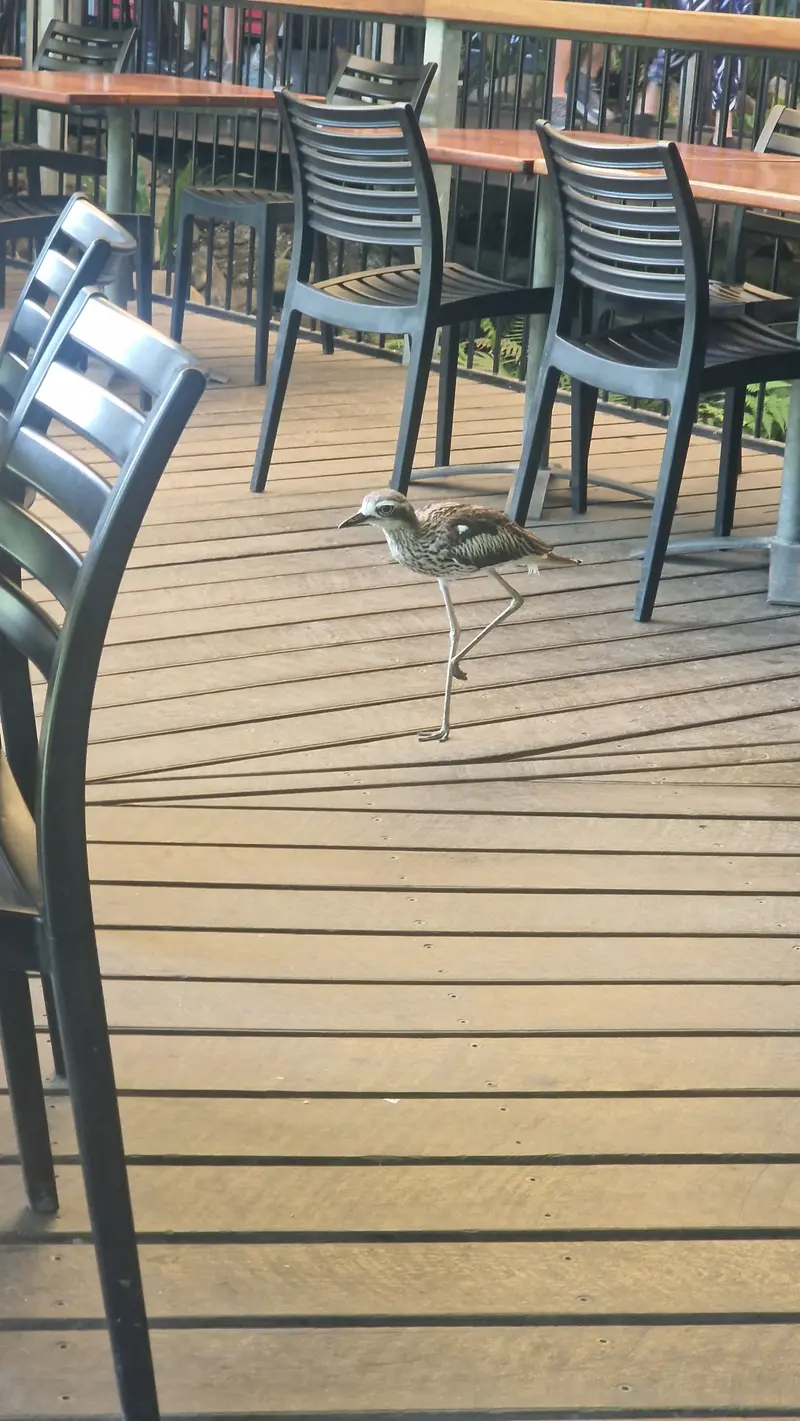 A bush stone-curlew walking across a timber cafe deck
