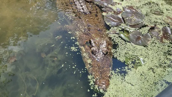 A crocodile lying in the water among lily pads, seen from the boat