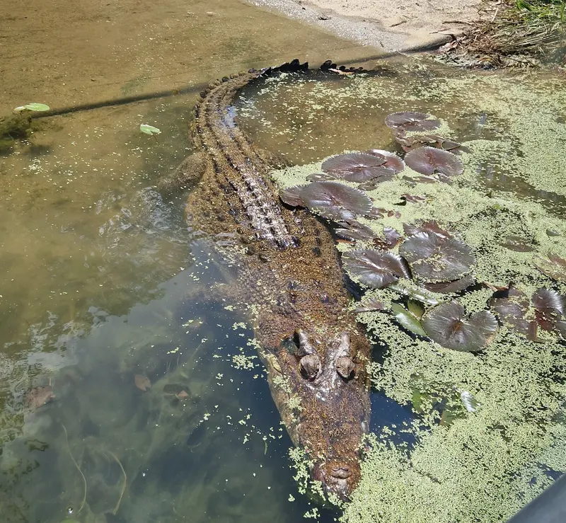 A crocodile lying in the water among lily pads, seen from the boat