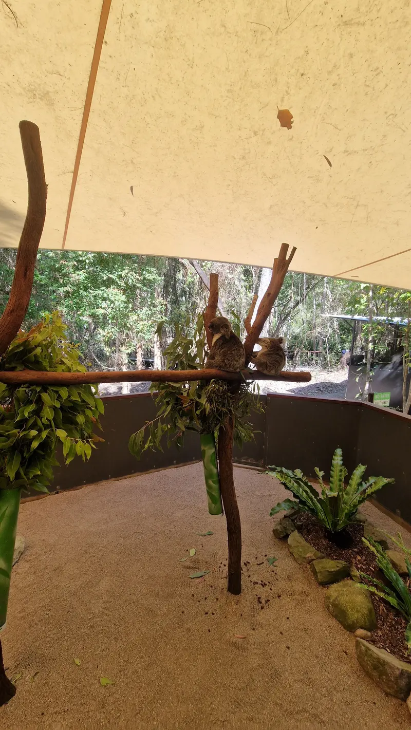 Two koalas resting on a branch under a shade sail
