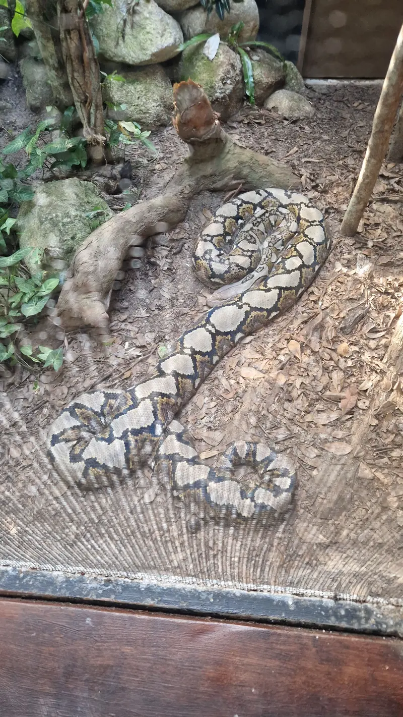 A large patterned python coiled in its enclosure