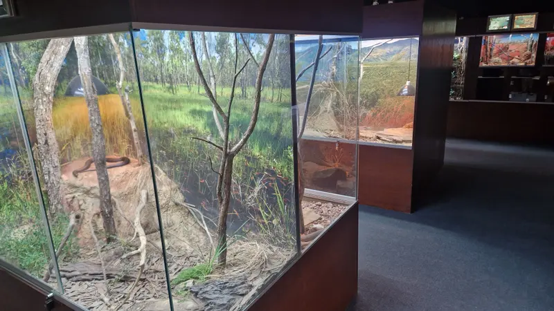 Glass reptile displays with painted habitat backdrops