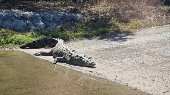 A large saltwater crocodile basking on the sandy bank of a lagoon