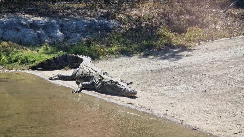 A large saltwater crocodile basking on the sandy bank of a lagoon