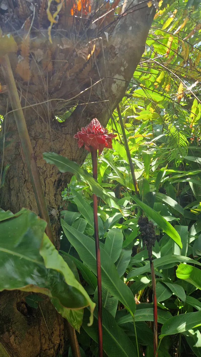 A red torch ginger flower on a tall stem in rainforest undergrowth