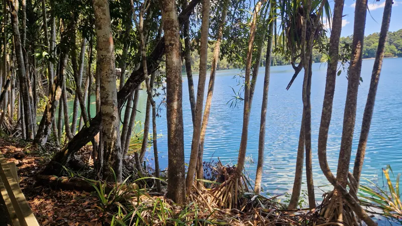 The lake seen through pandanus and trees beside the walking track