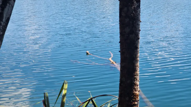 A small turtle sunning itself on a branch in the lake