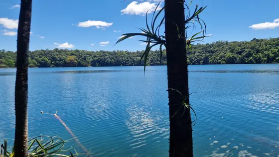 Lake Eacham's blue water ringed by rainforest, seen between pandanus trunks