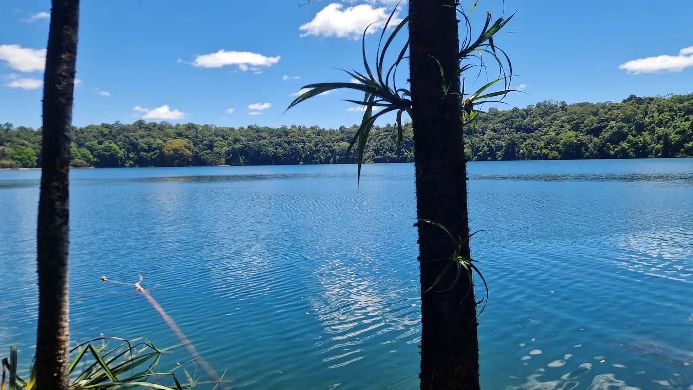 Lake Eacham's blue water ringed by rainforest, seen between pandanus trunks