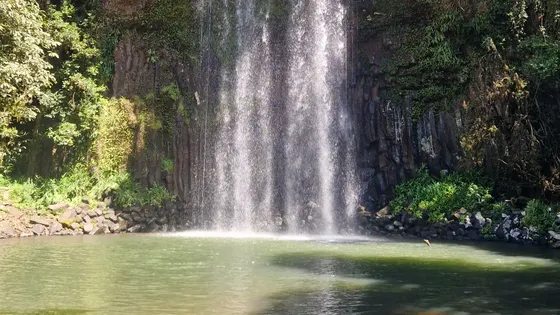 Millaa Millaa Falls dropping over dark basalt columns into a green pool, framed by rainforest