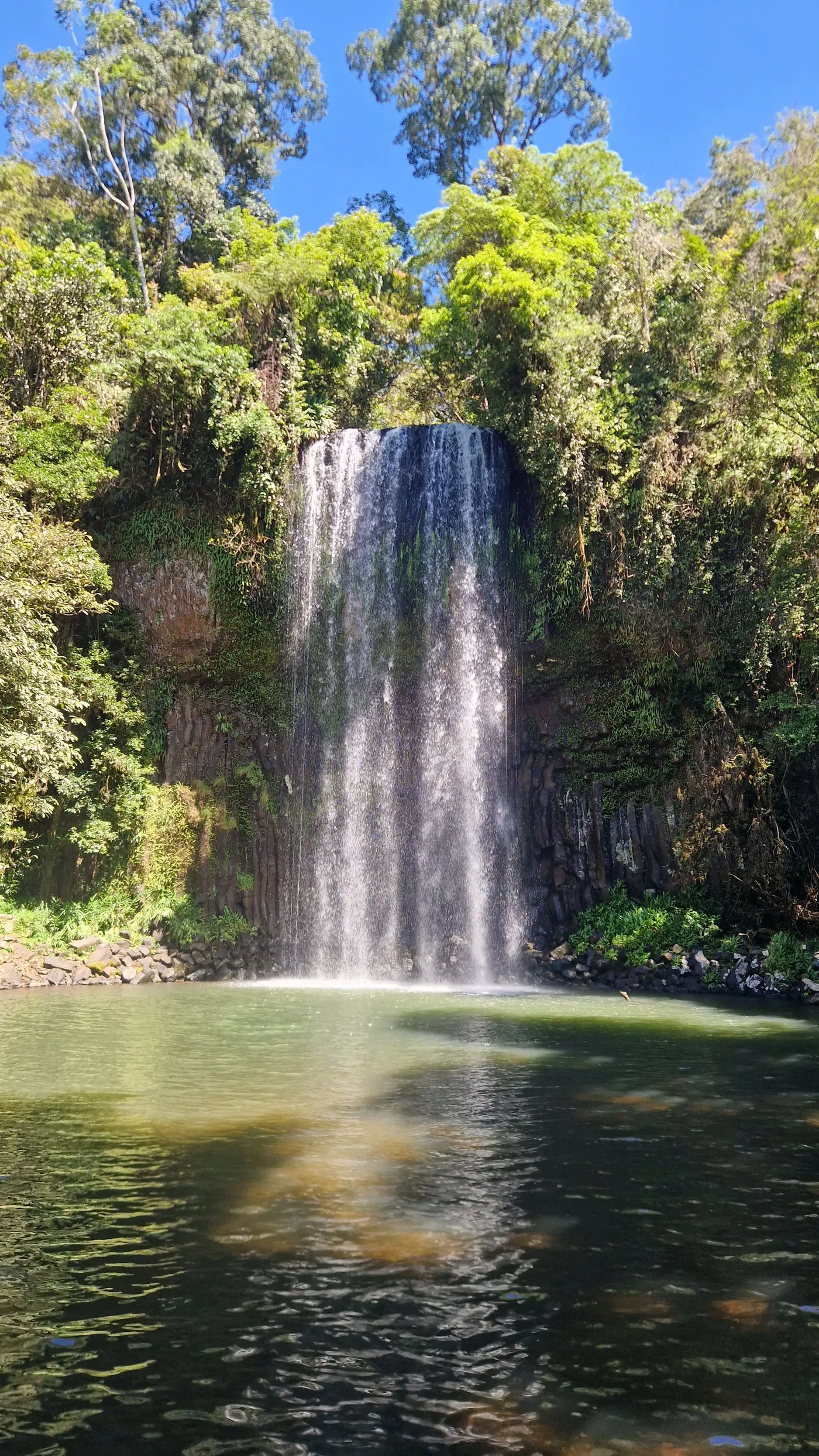 Millaa Millaa Falls dropping over dark basalt columns into a green pool, framed by rainforest