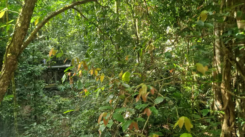 Rainforest with a raised boardwalk in the distance