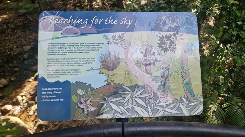 A sign about rainforest climbers and epiphytes beside the boardwalk