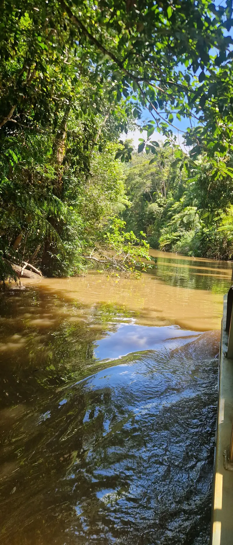 Looking down a rainforest creek from the side of the Army Duck, with trees arching over the water