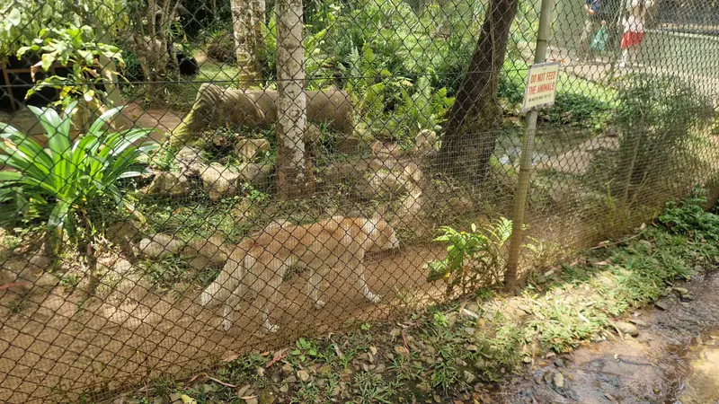 A dingo behind a wire fence in its enclosure