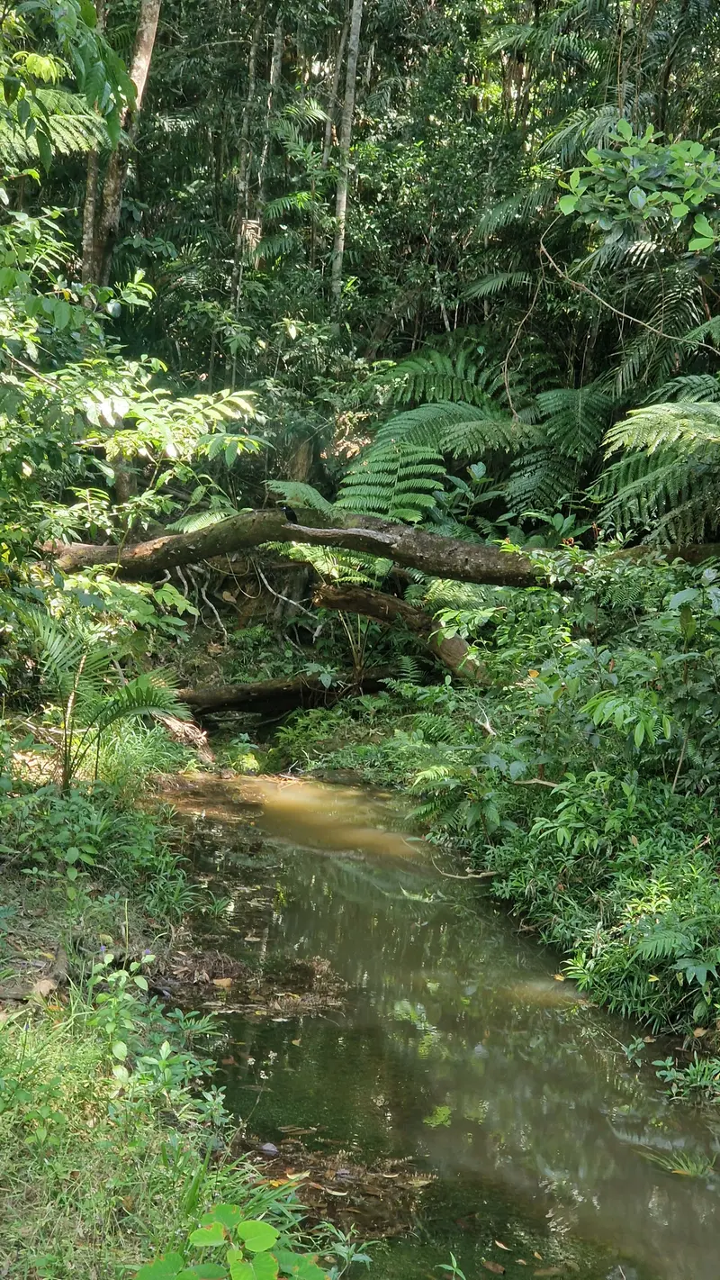 A still creek running under fallen logs and tree ferns in the rainforest