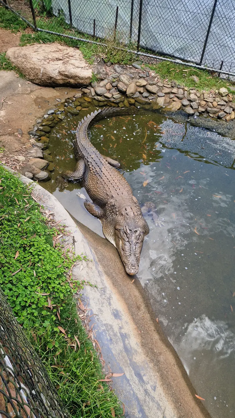 A large crocodile lying at the edge of its enclosure pool, seen from above