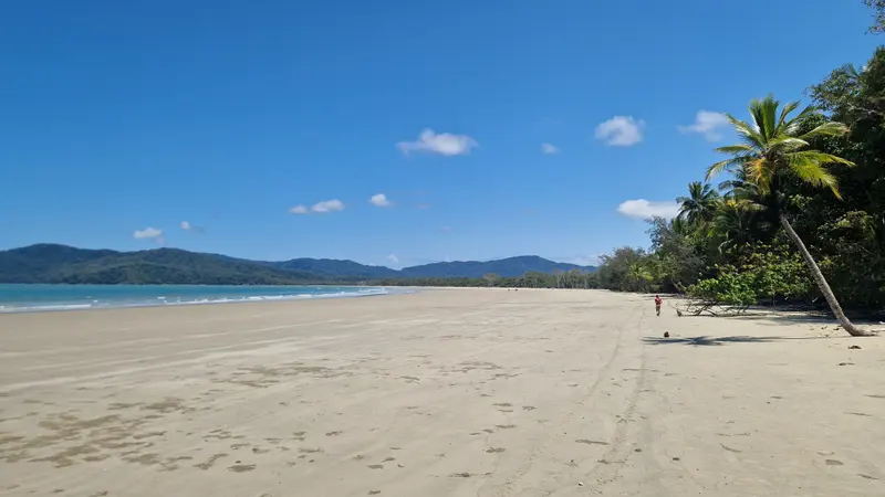 A wide beach with a leaning coconut palm and rainforest meeting the sand