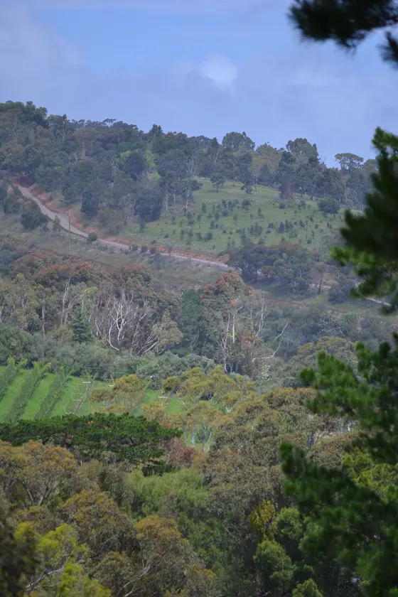 Near Archibald's Reserve playground, Hawthorndene