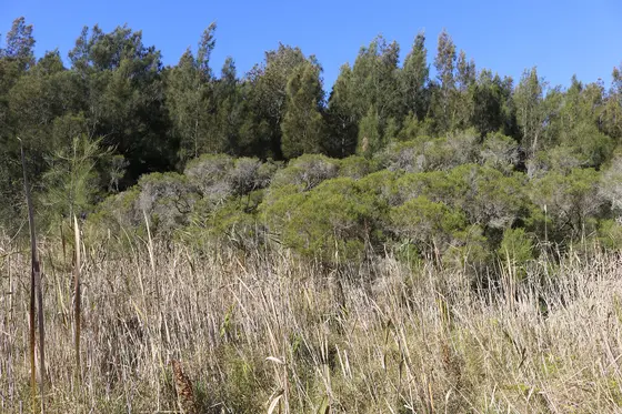 Near Oceanvale Playground, Warriewood