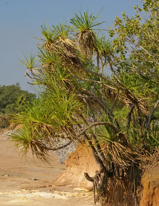 Near Grevillea Park playground, Nightcliff