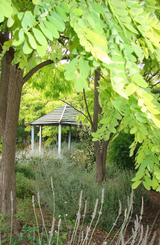 Near Auburn Botanic Gardens Picnic Area Playground, Auburn