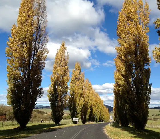 Near The Common playground, Oberon