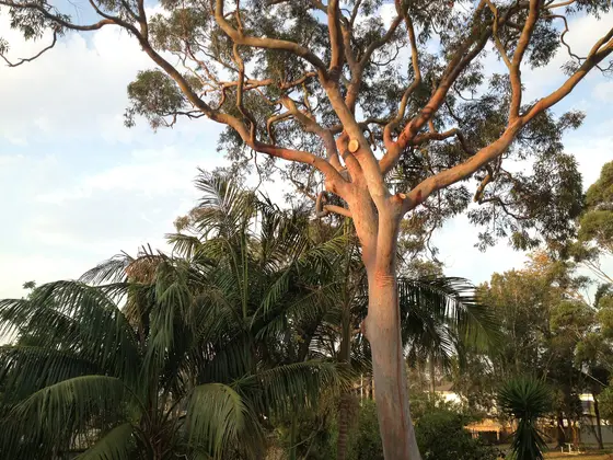 Near Peace Park Playground, Tanilba Bay