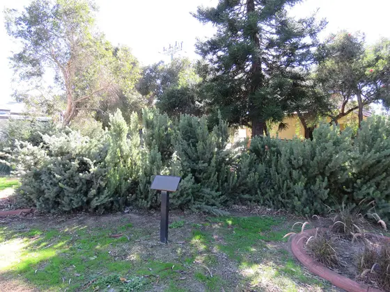 Near Stuart Street Reserve playground, Perth