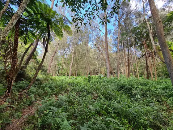 Near Castlecrag Northern Escarpment, Castlecrag