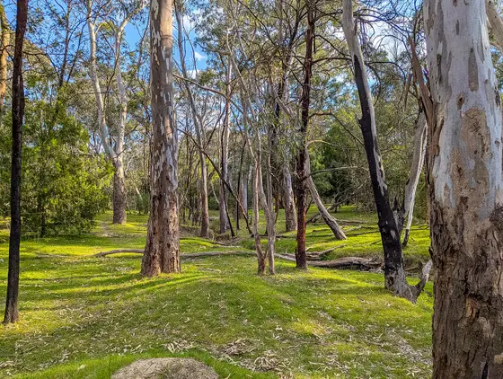 Near Aminya Reserve playground, Watsonia