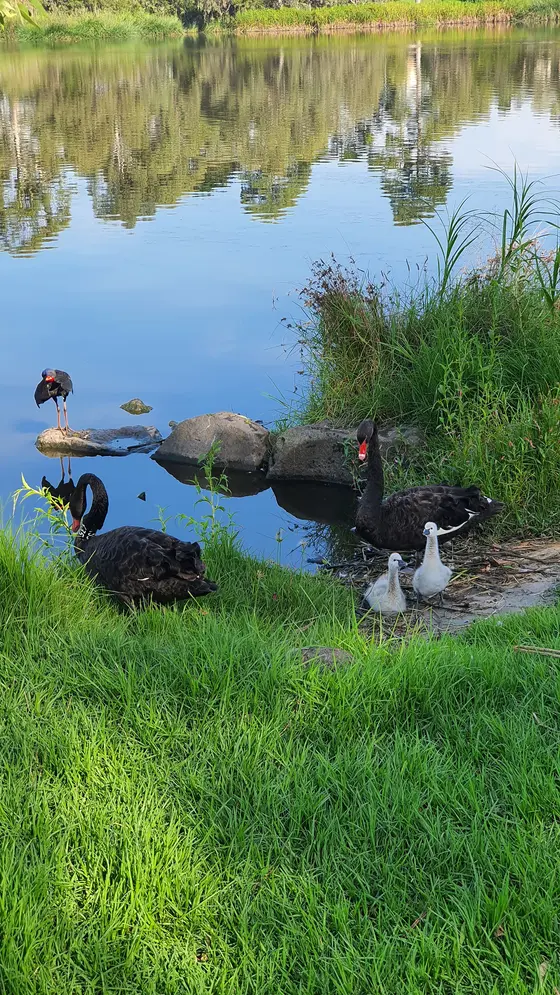 Near Edwardes Lake Park playground, Reservoir