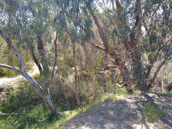 Near Woodlupine Brook Reserve playground, Beckenham