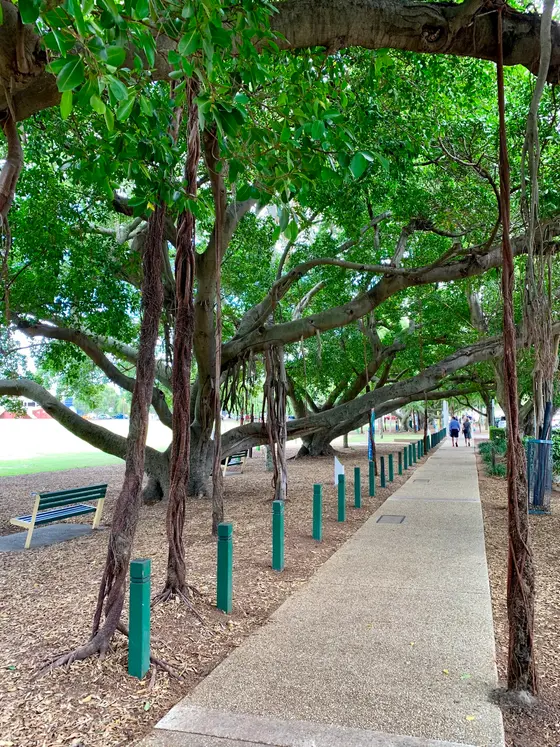 Near Bulimba Memorial Park playground, Bulimba