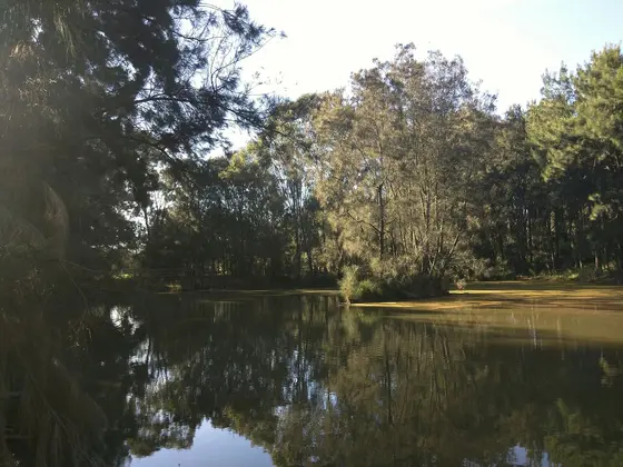 Near Shortland Brush, Lansdowne