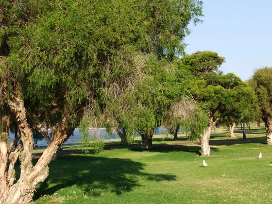 Near Sir James Mitchell Park playground, South Perth