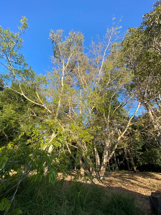 Near Oval Caterpillar, Carindale
