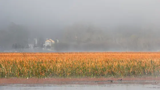 Near Lake Wendouree Reserve, Lake Wendouree